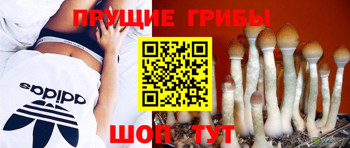 Псилоцибиновые грибы Psilocybine cubensis Набережные Челны